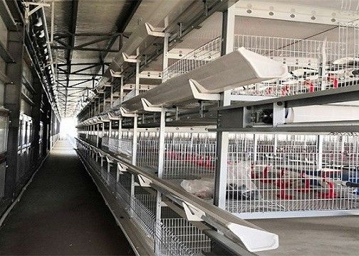 Camera di pollo prefabbricata di strato del pollame dell'azienda agricola della struttura d'acciaio ODM/dell'OEM
