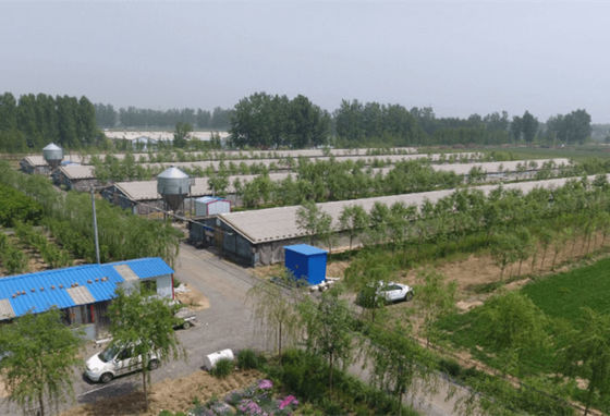 Gabbia di pollo antivento galvanizzata della struttura d'acciaio dell'azienda agricola della struttura d'acciaio