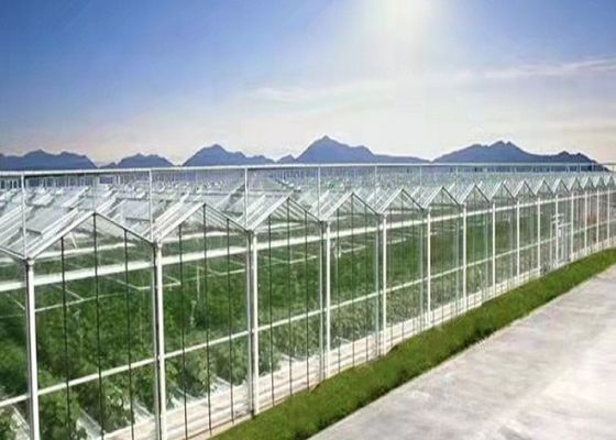 Daman Venlo serra in vetro per piantare in massa pomodori zincati a caldo