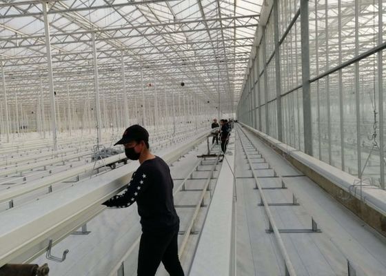 Daman Venlo serra in vetro per piantare in massa pomodori zincati a caldo