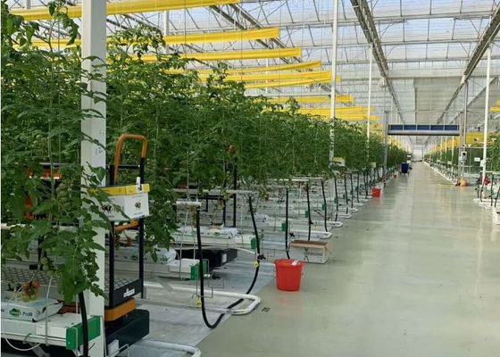 Daman Venlo serra in vetro per piantare in massa pomodori zincati a caldo