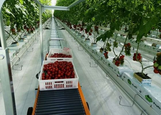 Daman Venlo serra in vetro per piantare in massa pomodori zincati a caldo