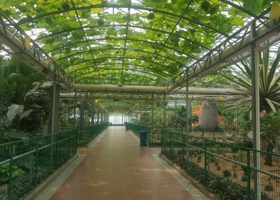 Annuncio pubblicitario del tubo galvanizzato serra di vetro di Venlo dell'alto grado