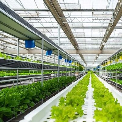 Piantatura a più strati di coltivazione della serra di vetro di verdure dell'idrocoltura