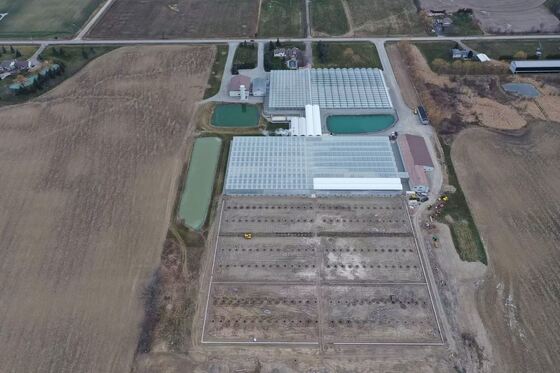 Serra vetrata panoramica Wenluo - Serra per la coltivazione di ortaggi su larga scala