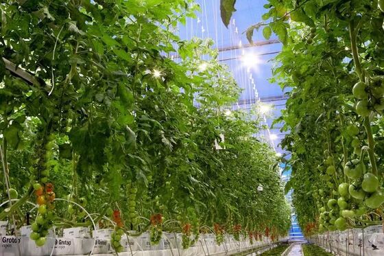 Serra vetrata panoramica Wenluo - Serra per la coltivazione di ortaggi su larga scala