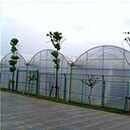 Serra a pellicola PO a lunghezza continua per aumentare le rese di ortaggi