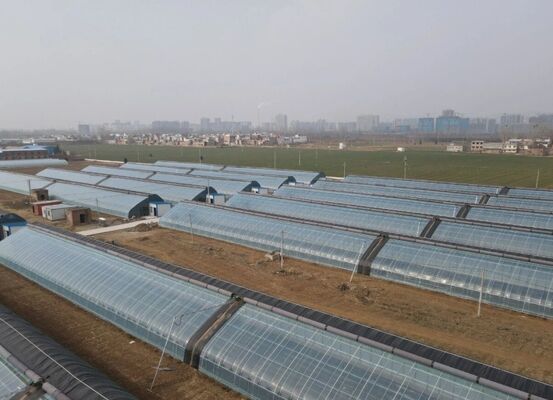 Serra a pellicola di polietilene per la coltivazione di fiori di alta qualità