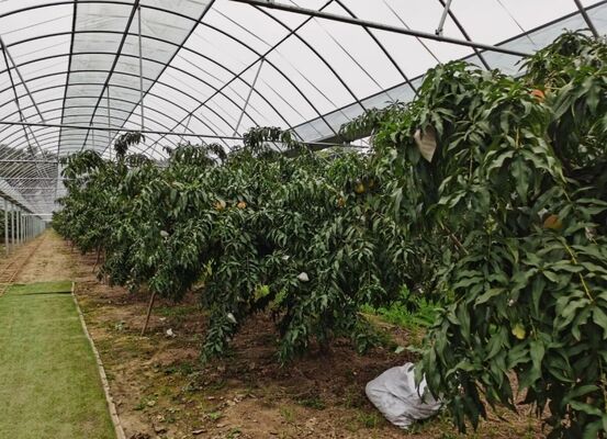 Serra di vetro turistica di Wenlu - Serra per la coltivazione di frutta su larga scala