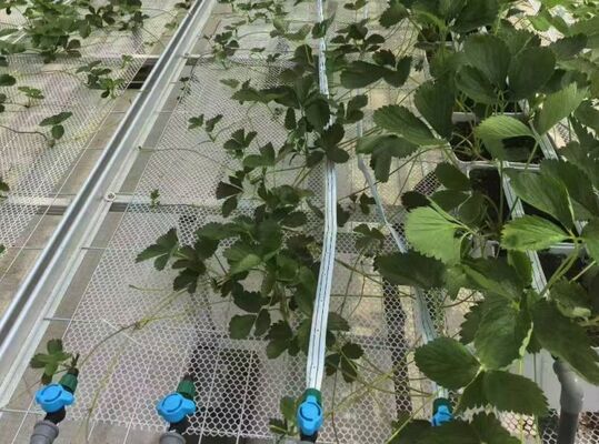 Serra per la coltivazione di frutta, grande serra in vetro per visite turistiche Woonloos